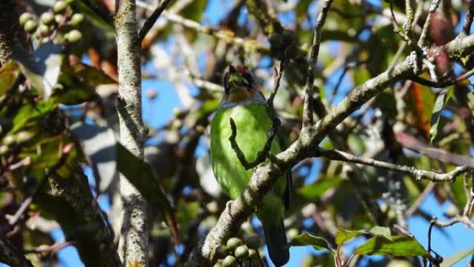 金嗓子的Barbet自然鸟在树上吃食物。