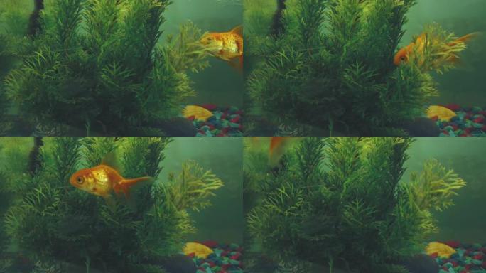金鱼在水族馆游泳