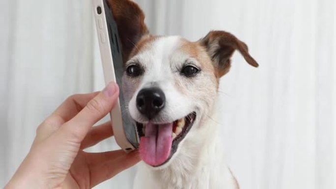 可爱的小狗听智能手机特写
