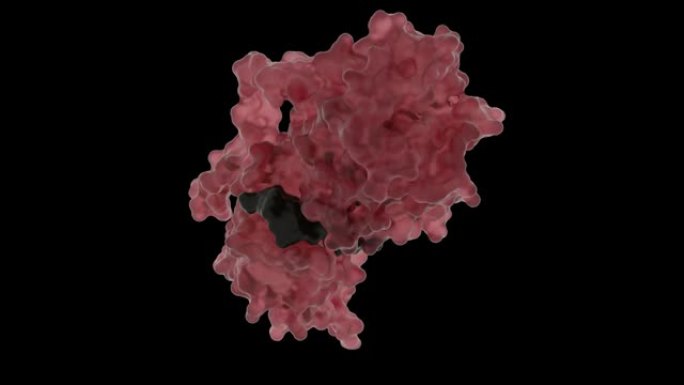 螺旋麻疹病毒核衣壳的结构
