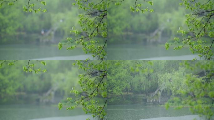 春天杭州乌龟潭阴雨天植物绿色自然