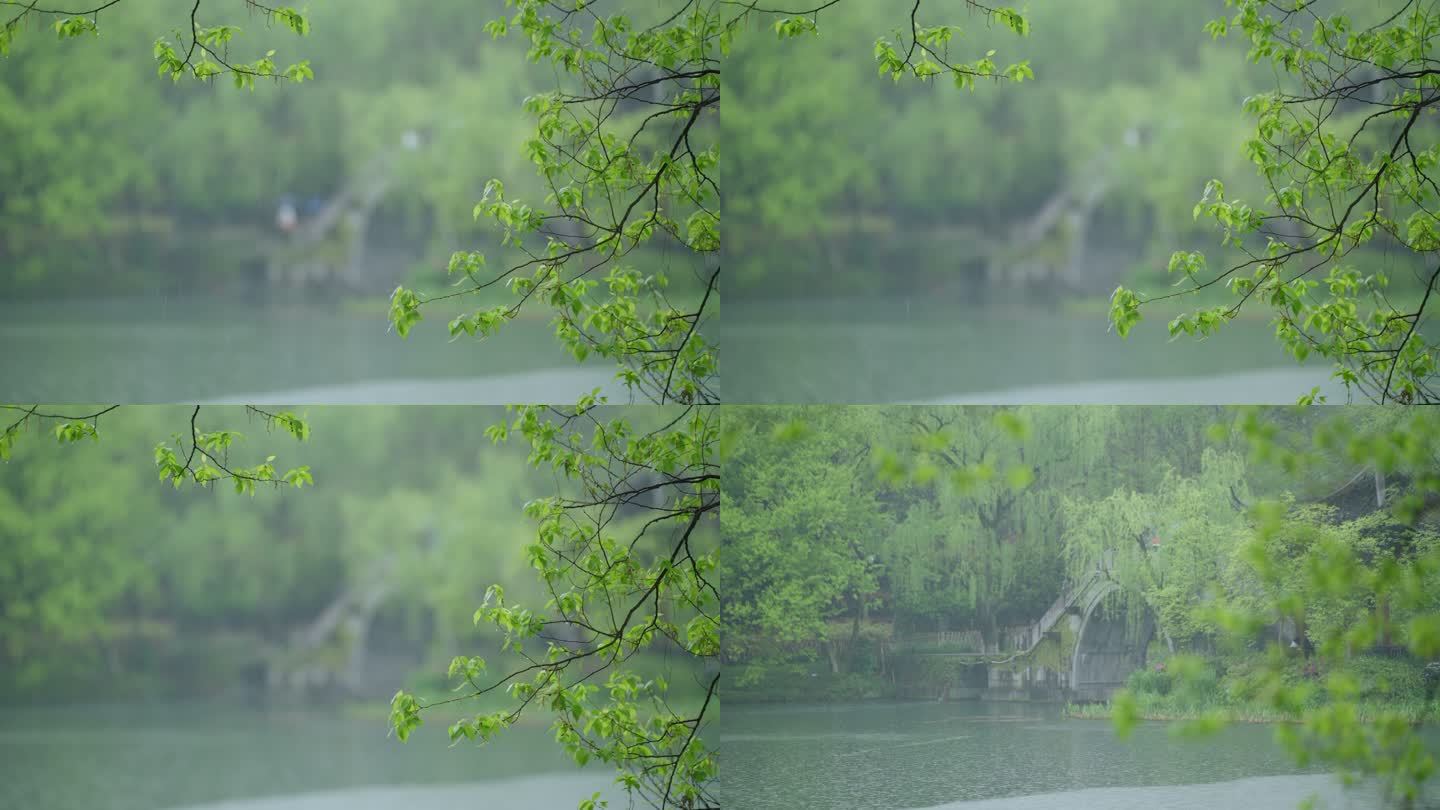 春天杭州乌龟潭阴雨天植物绿色自然