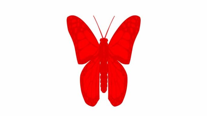 动画红色蝴蝶襟翼。循环视频。孤立在白色背景上的平面矢量插图。
