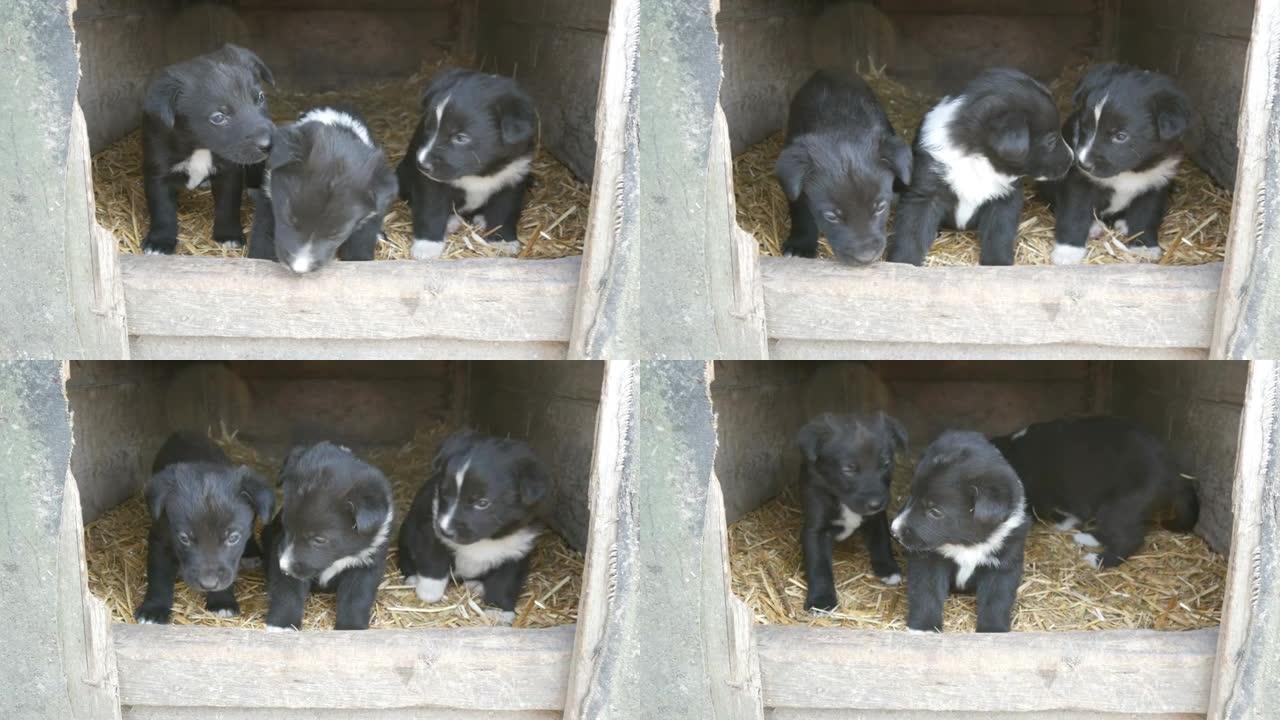 三只可爱的有趣的小黑白小狗在狗窝里玩耍和四处张望