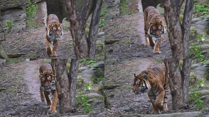 苏门答腊虎 (Panthera tigris sumatrae)