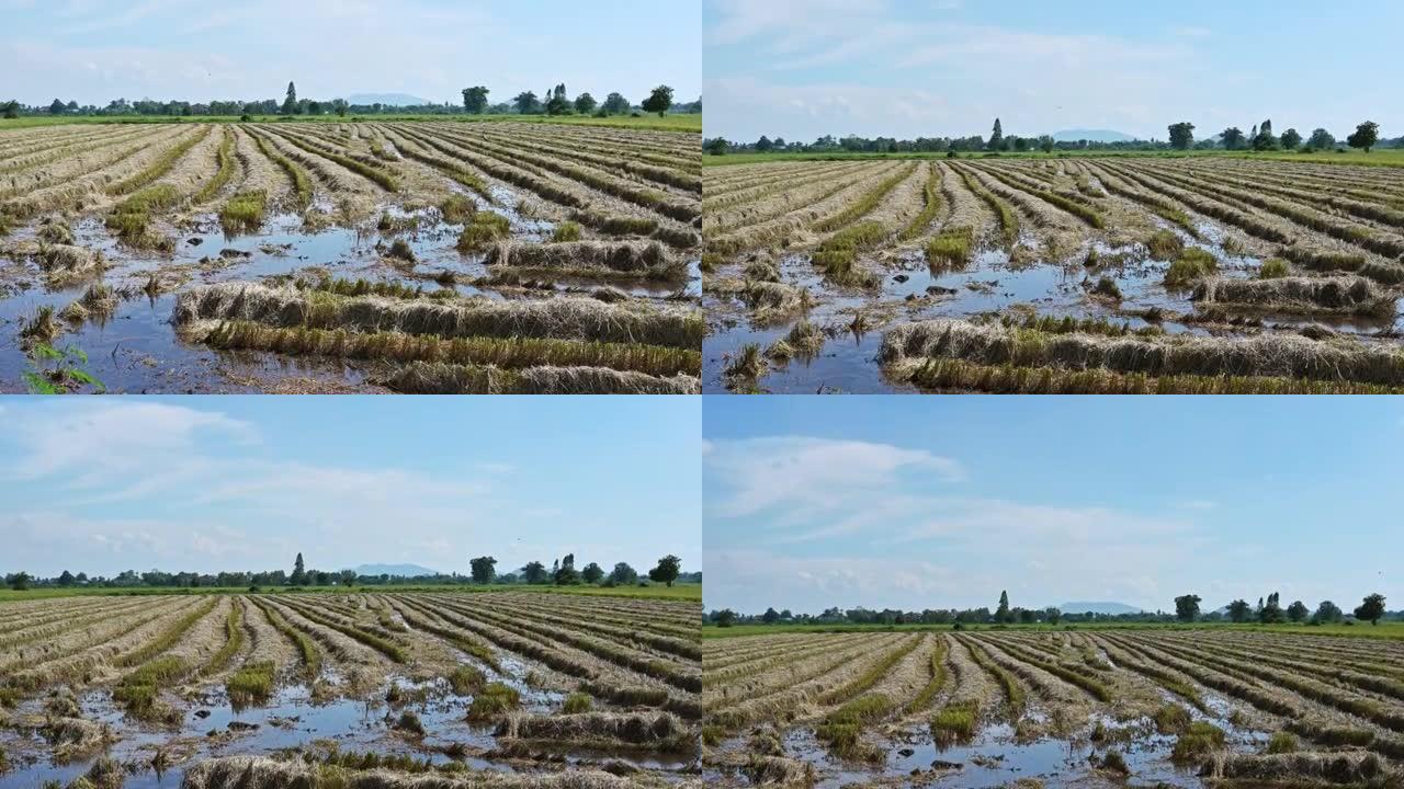 农村犁沟种植园收获的稻田