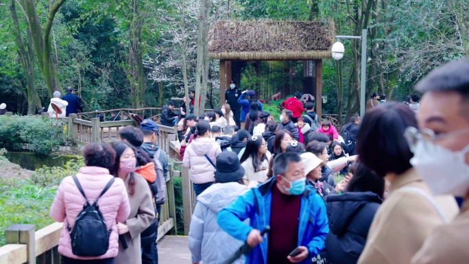 游客和大熊猫8K