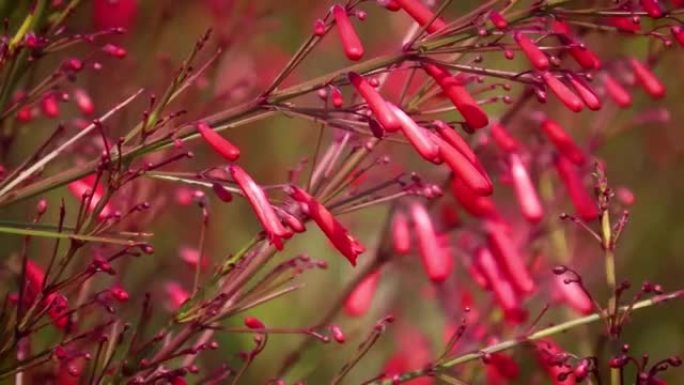 选择性关注风中的红色喷泉灌木花 (Russelia equisetiformis)。