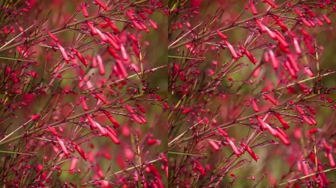 选择性关注风中的红色喷泉灌木花 (Russelia equisetiformis)。