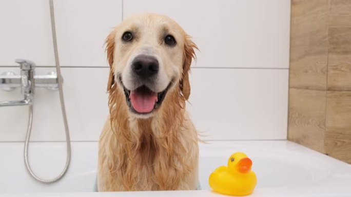 浴缸里的金毛猎犬狗