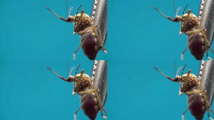 蚊子试图从镊子中逃脱，在蓝色背景上移动其腿和chelas。