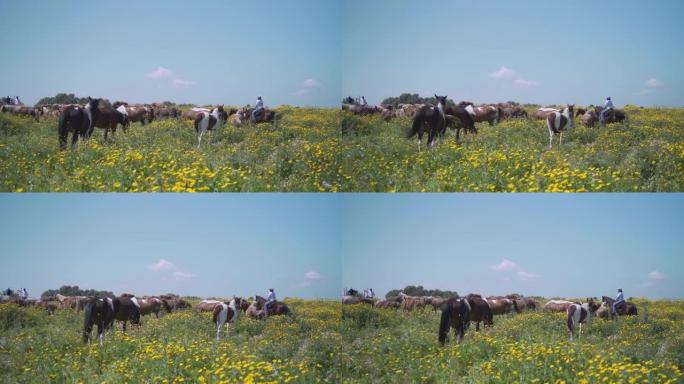 野外的马。低角度超级慢动作拍摄。自由野生动物种马路过相机自由在自然。自由野生动物主题概念