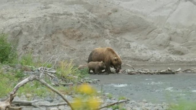 棕熊妈妈和她的小幼崽