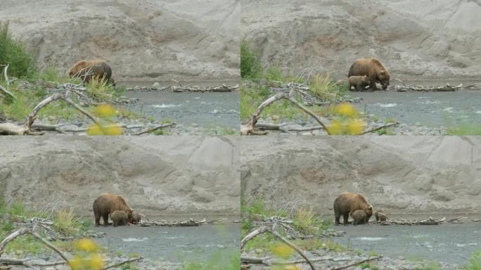 棕熊妈妈和她的小幼崽