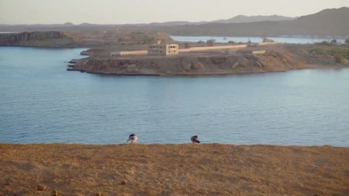 日落时分，一对鸽子两只鸟坐在山崖边