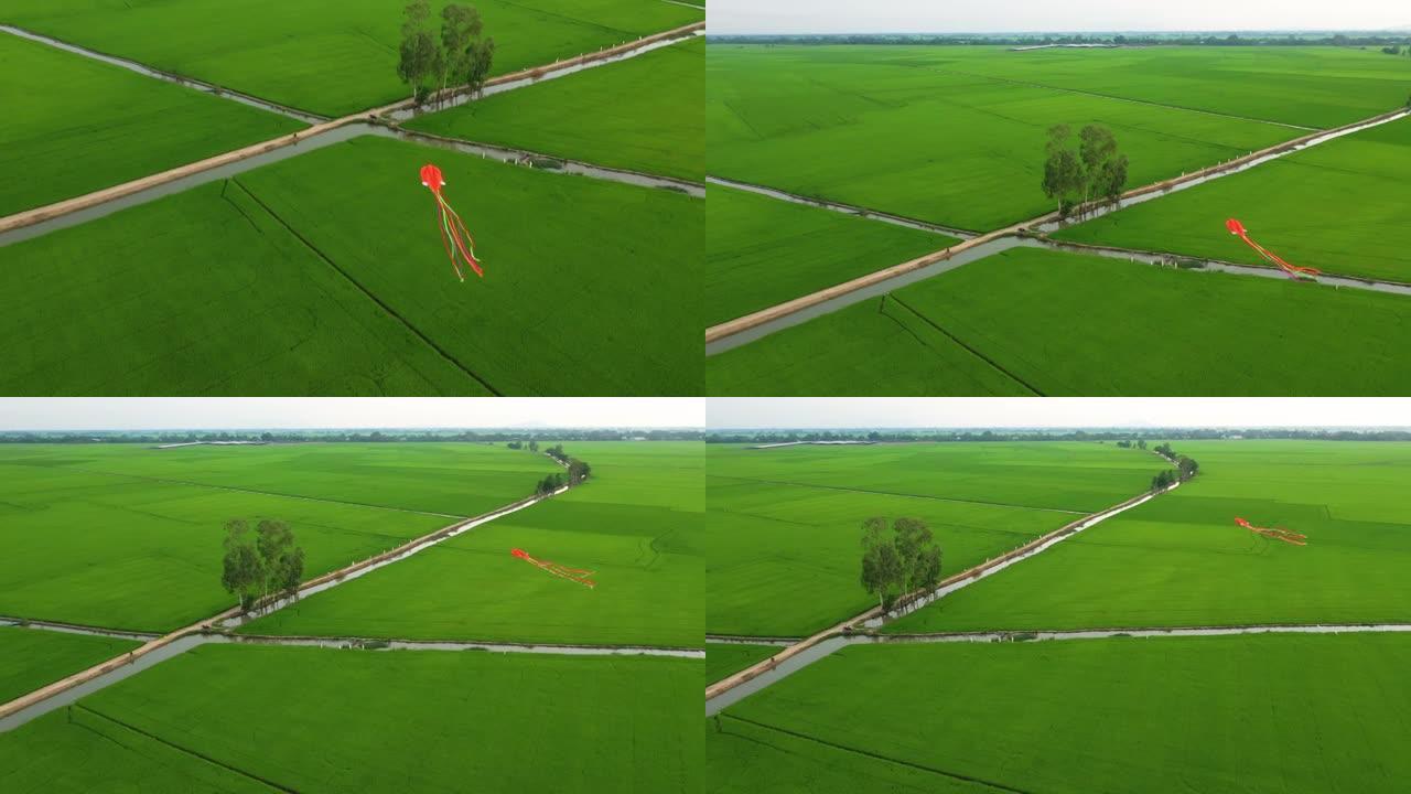 越南乡村风筝和绿色田野的和平景观