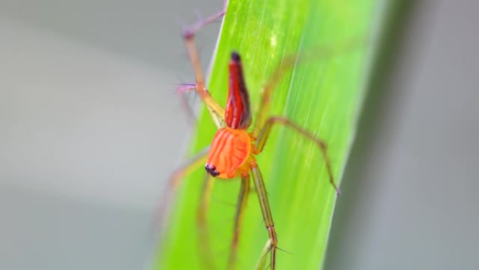 跳跃蜘蛛的特写昆虫野生动物生物