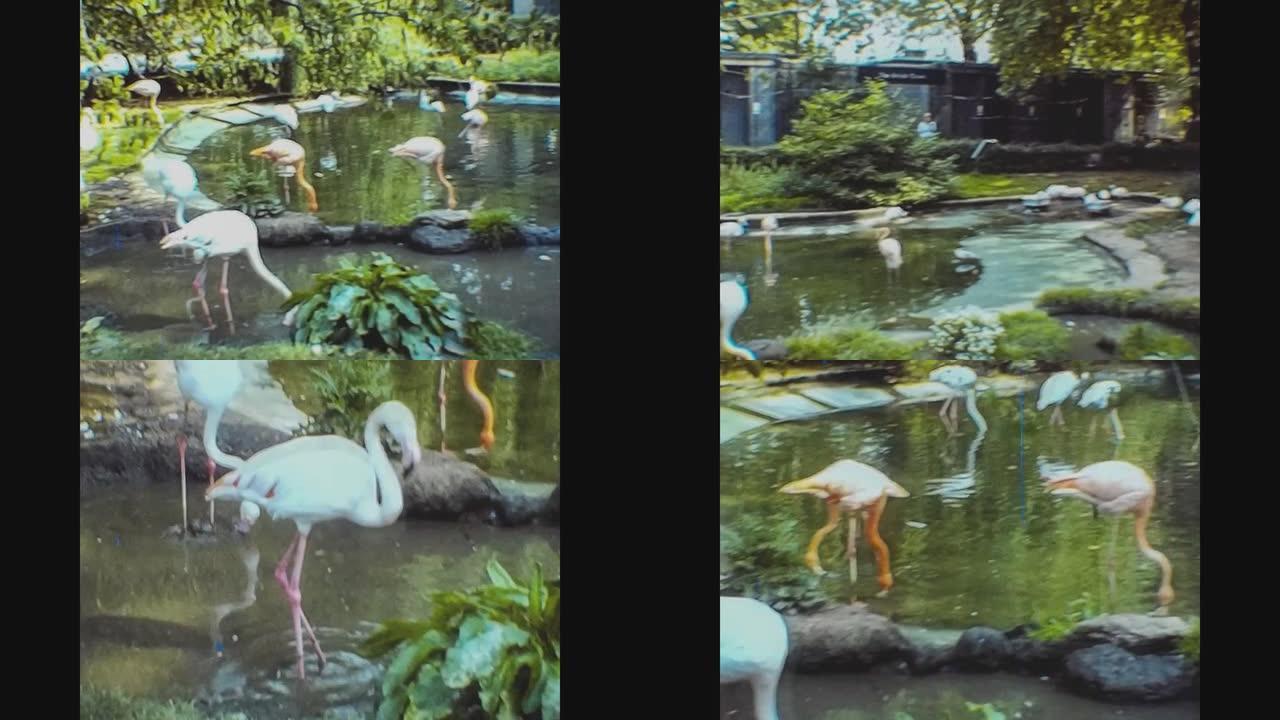 伦敦1977，火烈鸟在动物园