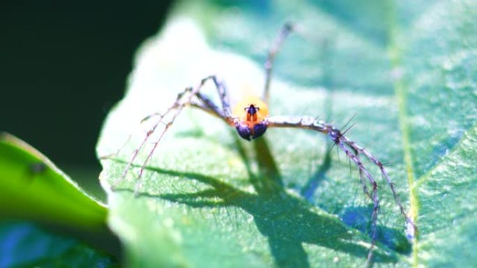 跳跃蜘蛛的特写生物学生物研究大自然动物