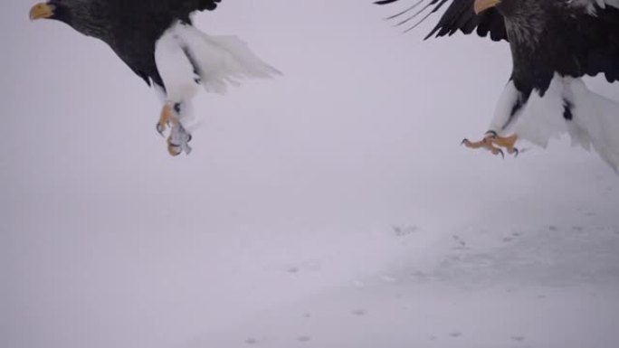 日本北海道东部冬季的白尾鹰