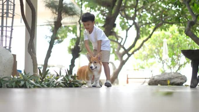 亚洲孩子在花园里和威尔士小柯基犬玩耍