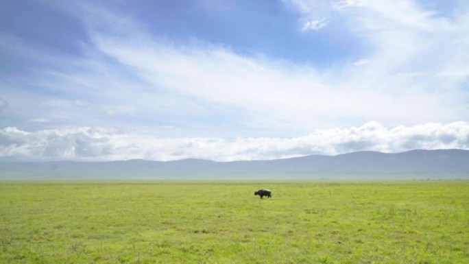4k视频，单独的非洲水牛或水牛角独自行走在宽阔的绿色草地上坦桑尼亚恩戈罗恩戈罗火山口，天空背景优美。