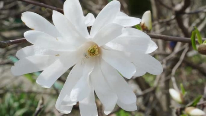 春天花园里盛开的玉兰。白花散发出令人愉悦的气味。特写