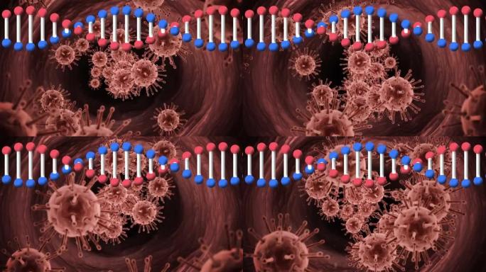 在红色背景下在多个新型冠状病毒肺炎细胞上旋转的dna结构的数字动画