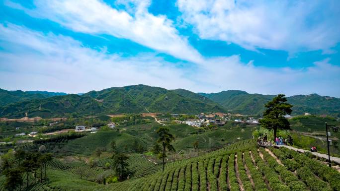 信阳毛尖茶山延时