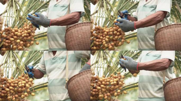 亚洲农民老人在农场收获成熟的枣棕榈果。