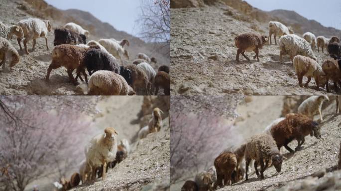 4k高原杏花村下的羊群牧民放养