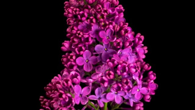 黑色背景上紫丁香开紫罗兰花的美丽时光流逝