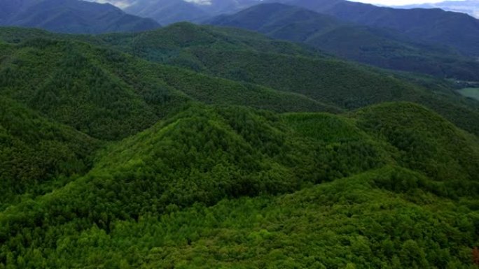 巨大的松树森林大山覆盖率