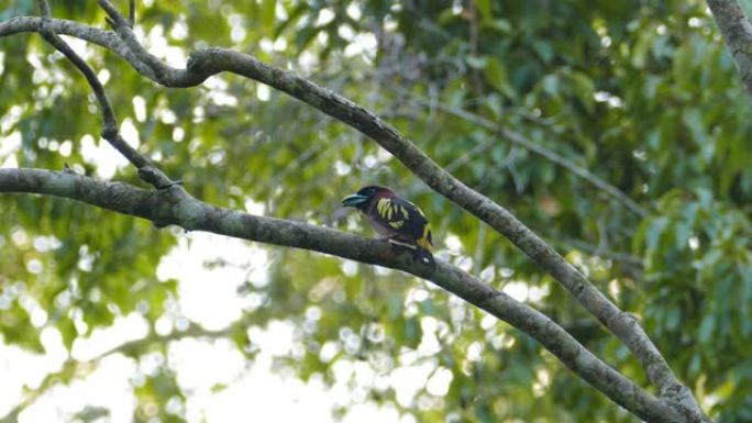 热带雨林中的带状阔鸟。