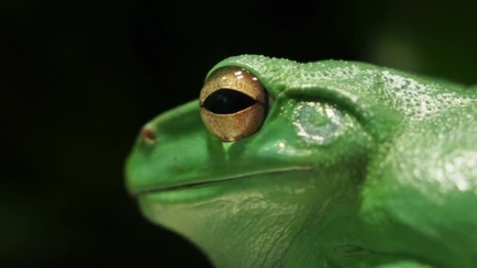 中国飞行或中国滑翔蛙是树蛙的物种。