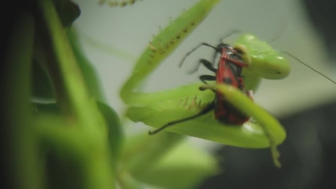 螳螂抓住并吃掉隐藏在树叶阴影中的昆虫