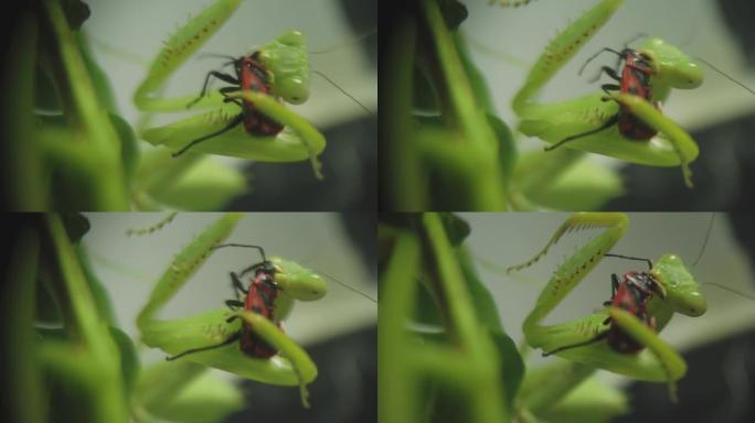 螳螂抓住并吃掉隐藏在树叶阴影中的昆虫