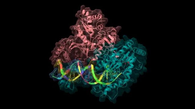 与RNA/DNA和奈韦拉平 (red) 复合的HIV-1逆转录酶的结构