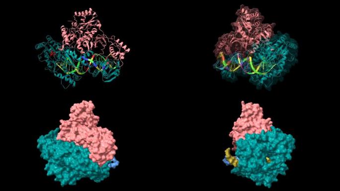 与RNA/DNA和奈韦拉平 (red) 复合的HIV-1逆转录酶的结构