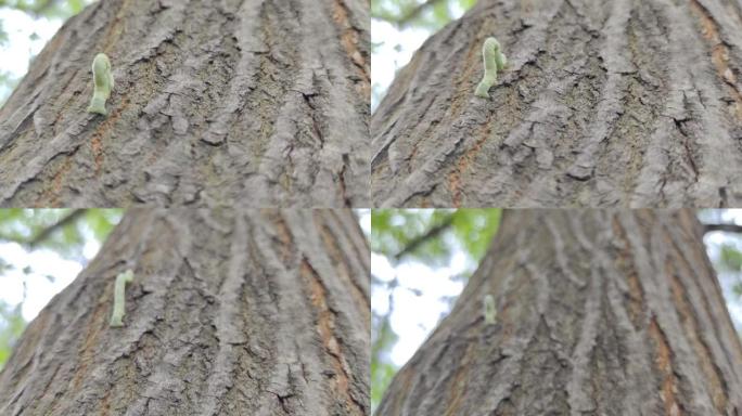 奇怪的蠕虫爬树的场景