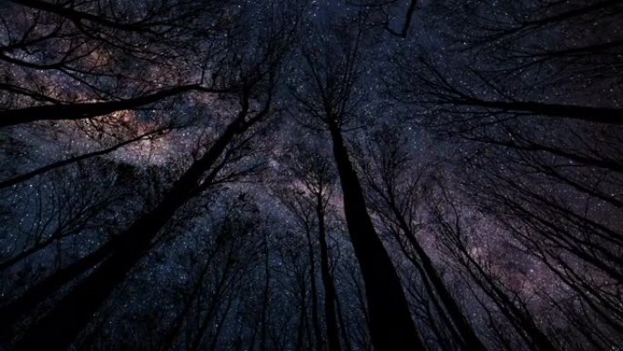 流星雨在森林轮廓上方的晴朗夜空中射击