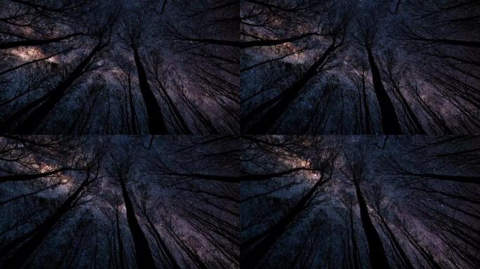 流星雨在森林轮廓上方的晴朗夜空中射击