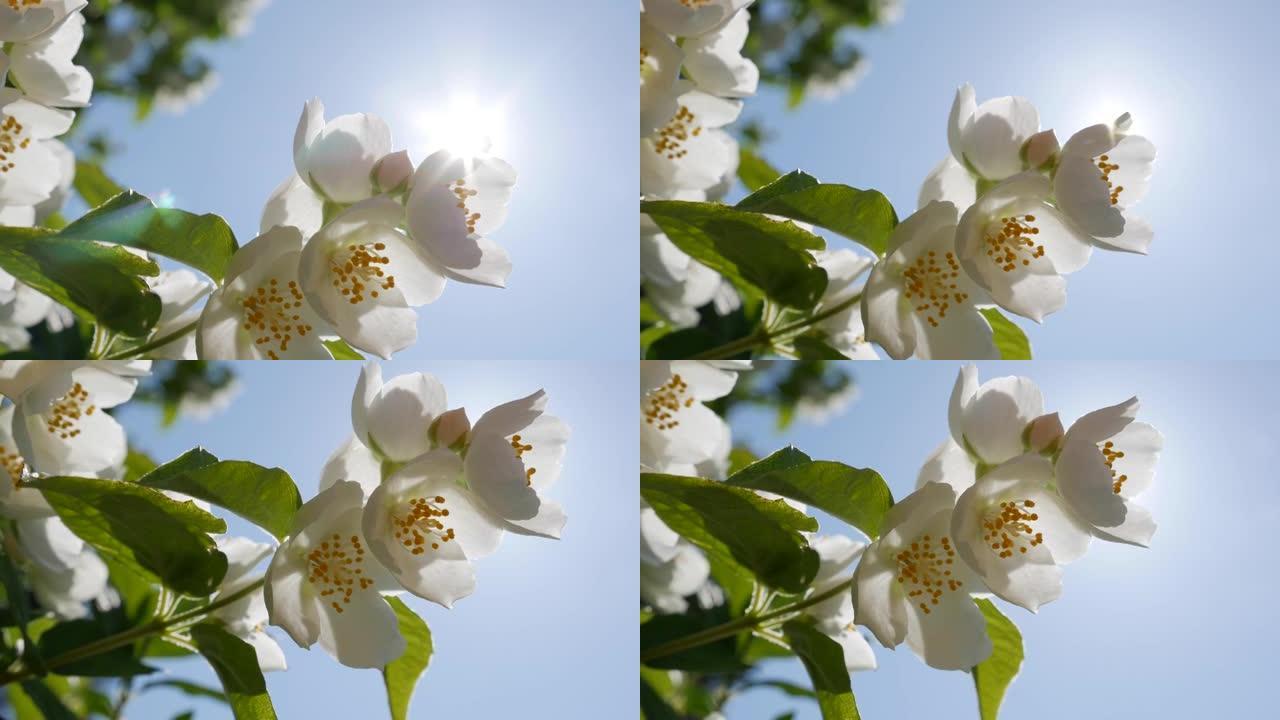 树枝的特写镜头，在蓝天和阳光背景下有美丽的雪白茉莉花。盛开的茉莉花树枝。植物学，细节，天然