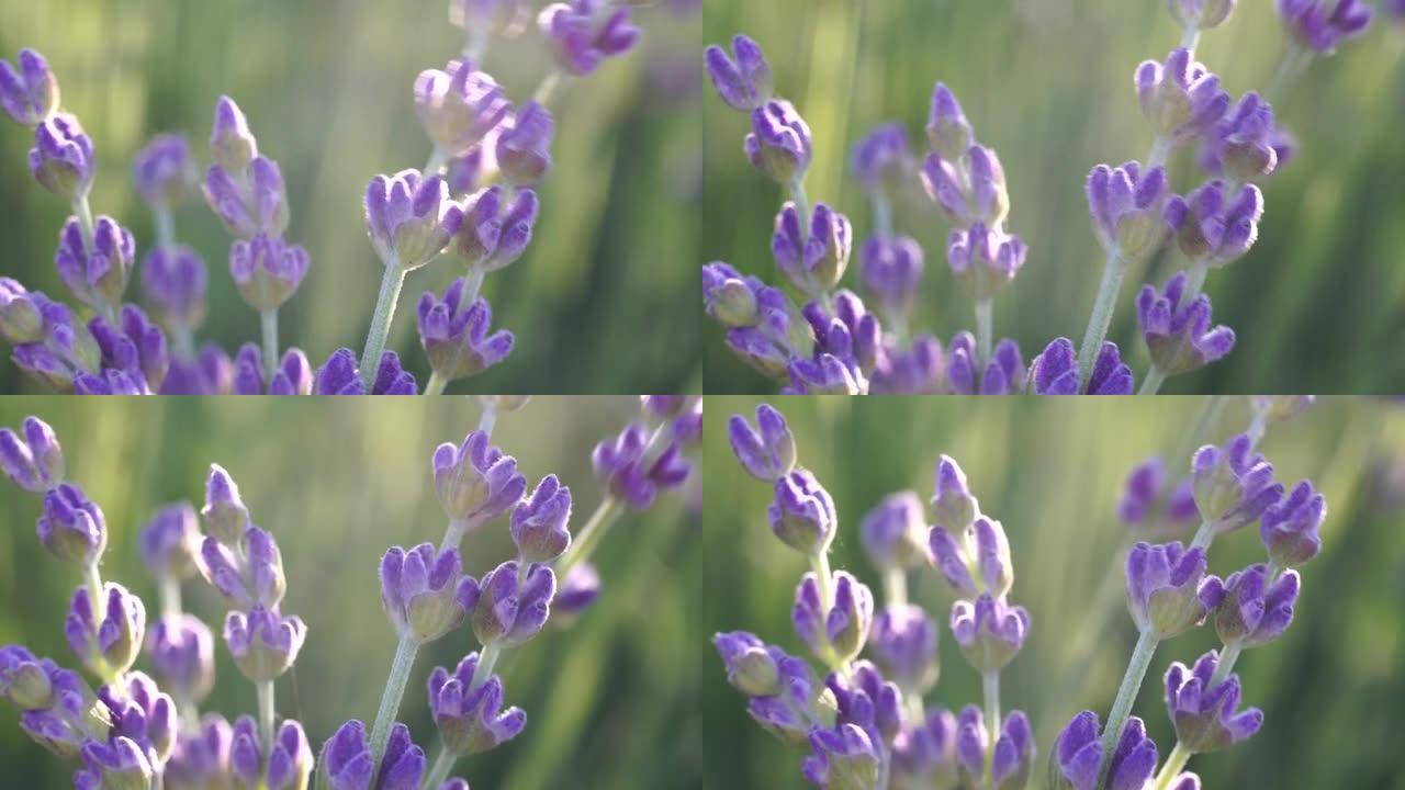 薰衣草花的春天背景与美丽的紫色和散景灯。日落时分，法国普罗旺斯田野里盛开的薰衣草。关闭了。有选择性的