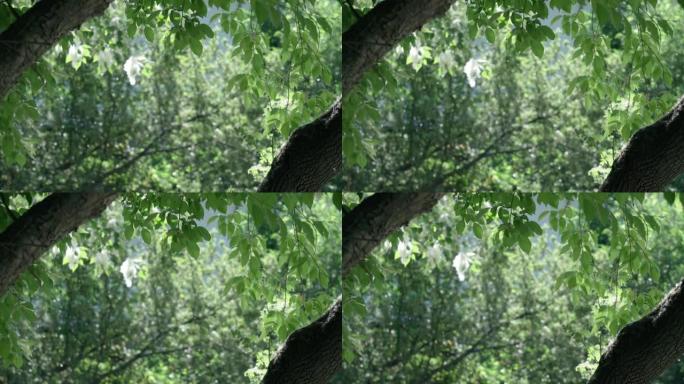 绿色树枝在夏天飞落的背景上。选择性聚焦