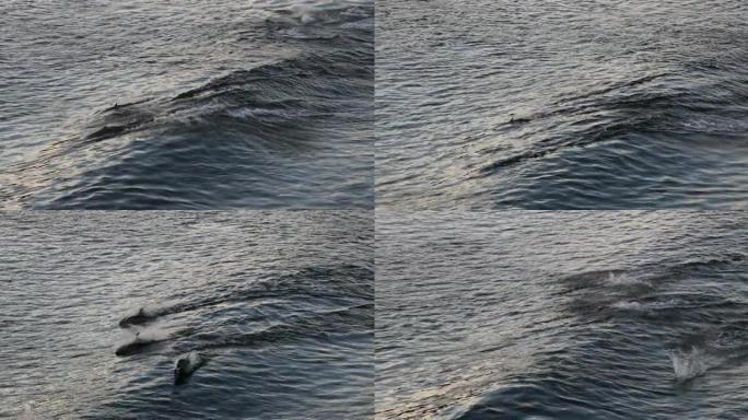 阿拉斯加的海豚跳出水面。阿拉斯加野生动物: 从阿拉斯加游轮上看到的太平洋白边海豚。