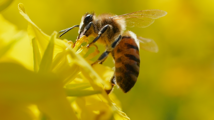 蜜蜂采蜜昆虫飞舞油菜花