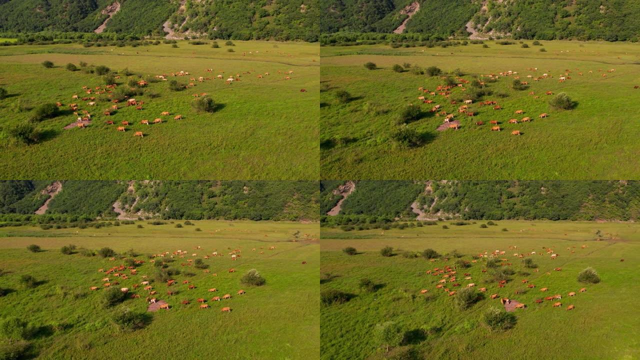肉牛在田野的草地上放牧，牛在吃草