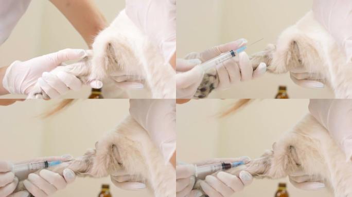 在一家兽医诊所，两名年轻的高加索女兽医在检查台上检查一只美丽的短毛猫。宠物护理，医药，健康，医生专业
