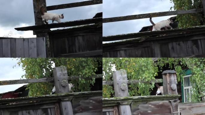 暹罗猫在绿色植物，天空和木制木屋的背景下，在木栅栏上行走。